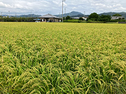 一般社団法人生命の食